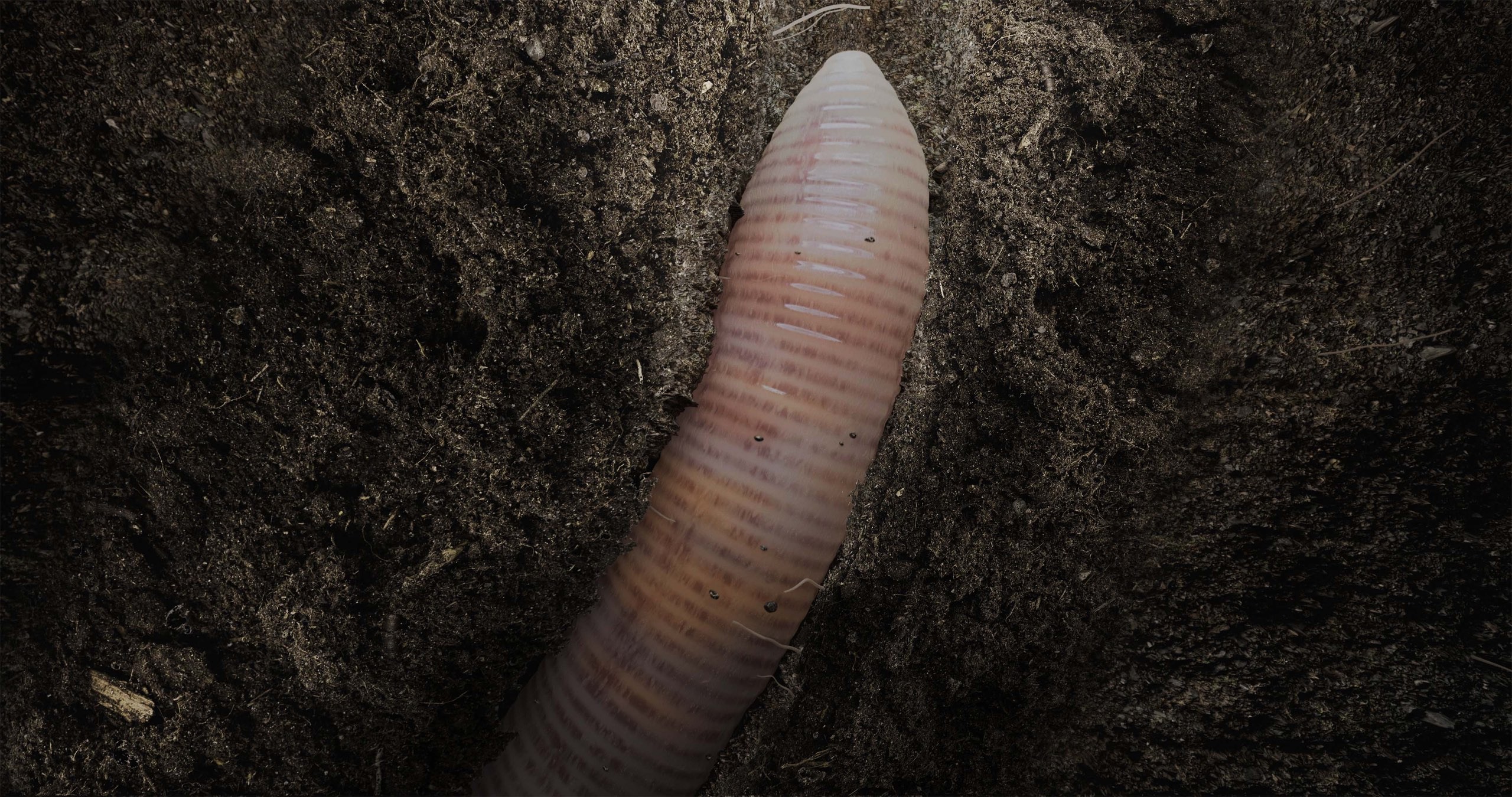 This image shows a 3d animated giant worm from above underground.jpg